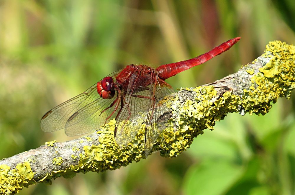 --- Feuerlibelle (Crocothemis erythraea) ---