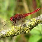 --- Feuerlibelle (Crocothemis erythraea) ---