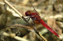 --- Feuerlibelle (Crocothemis erythraea) ---