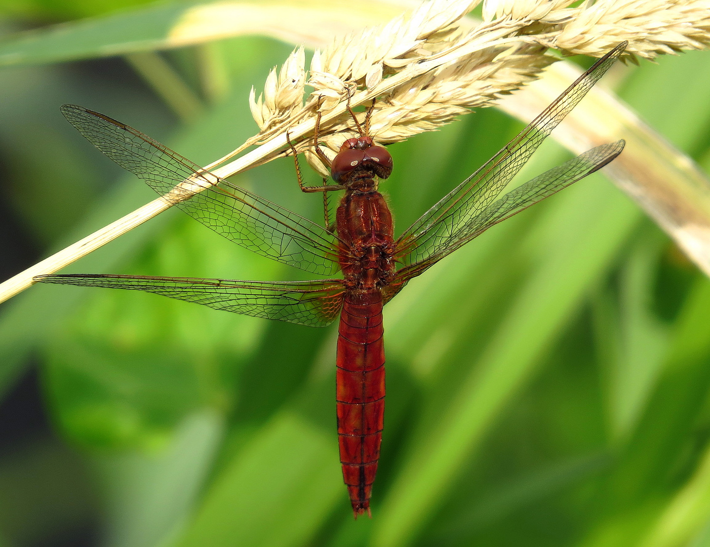 ... Feuerlibelle (Crocothemis erythraea) ...