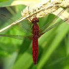 ... Feuerlibelle (Crocothemis erythraea) ...