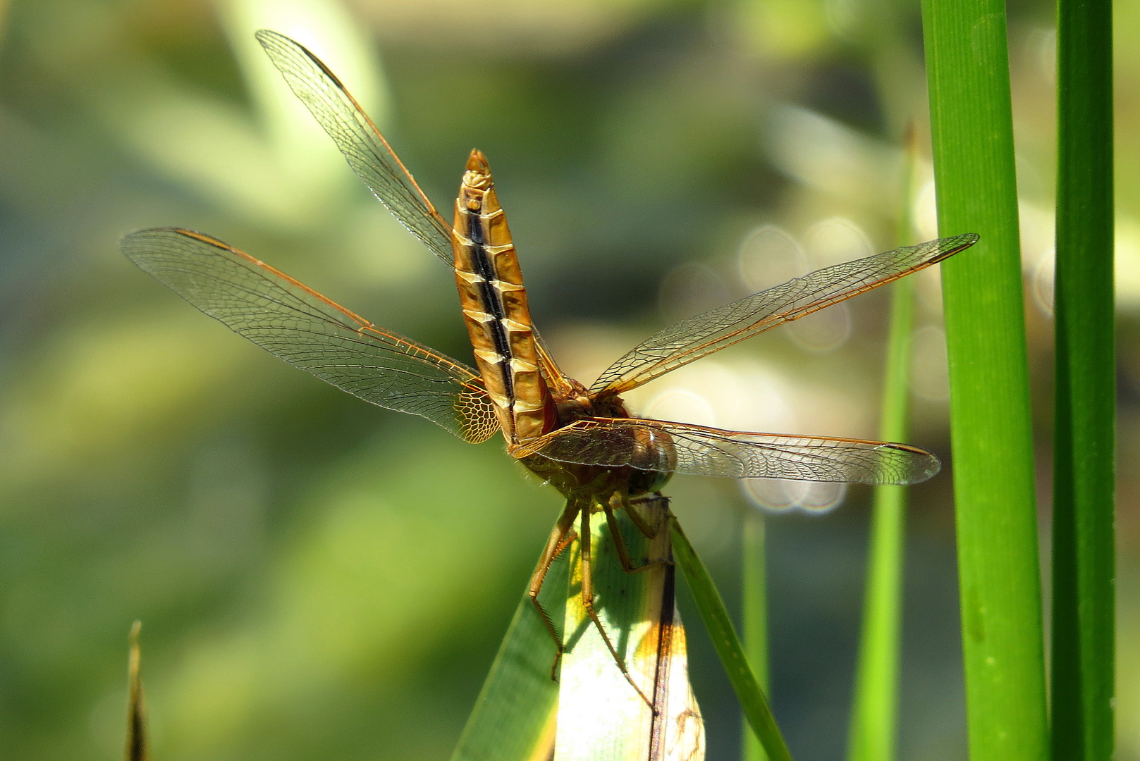 ... Feuerlibelle (Crocothemis erythraea) ...