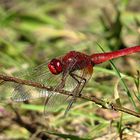 --- Feuerlibelle (Crocothemis erythraea) ---