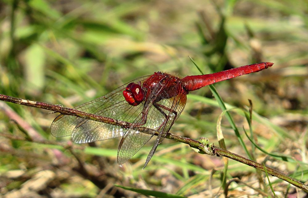 --- Feuerlibelle (Crocothemis erythraea) ---