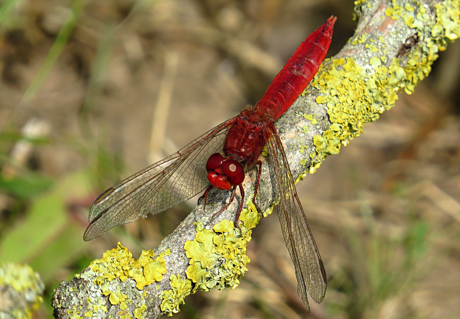 --- Feuerlibelle (Crocothemis erythraea) ---