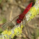 --- Feuerlibelle (Crocothemis erythraea) ---