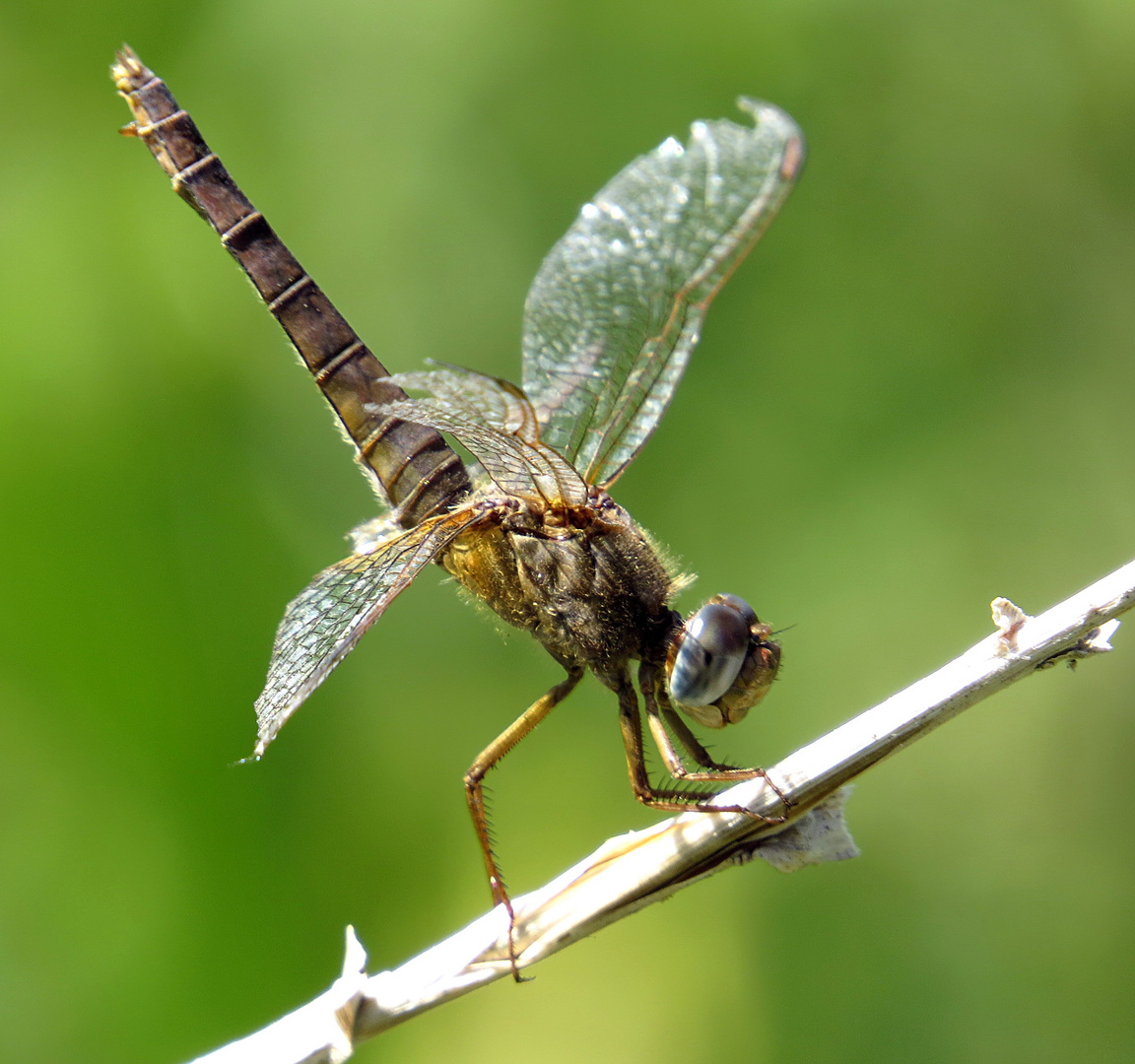 Feuerlibelle (Crocothemis erythraea), Dame in " Obelisk" - Stellung