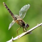 Feuerlibelle (Crocothemis erythraea), Dame in " Obelisk" - Stellung