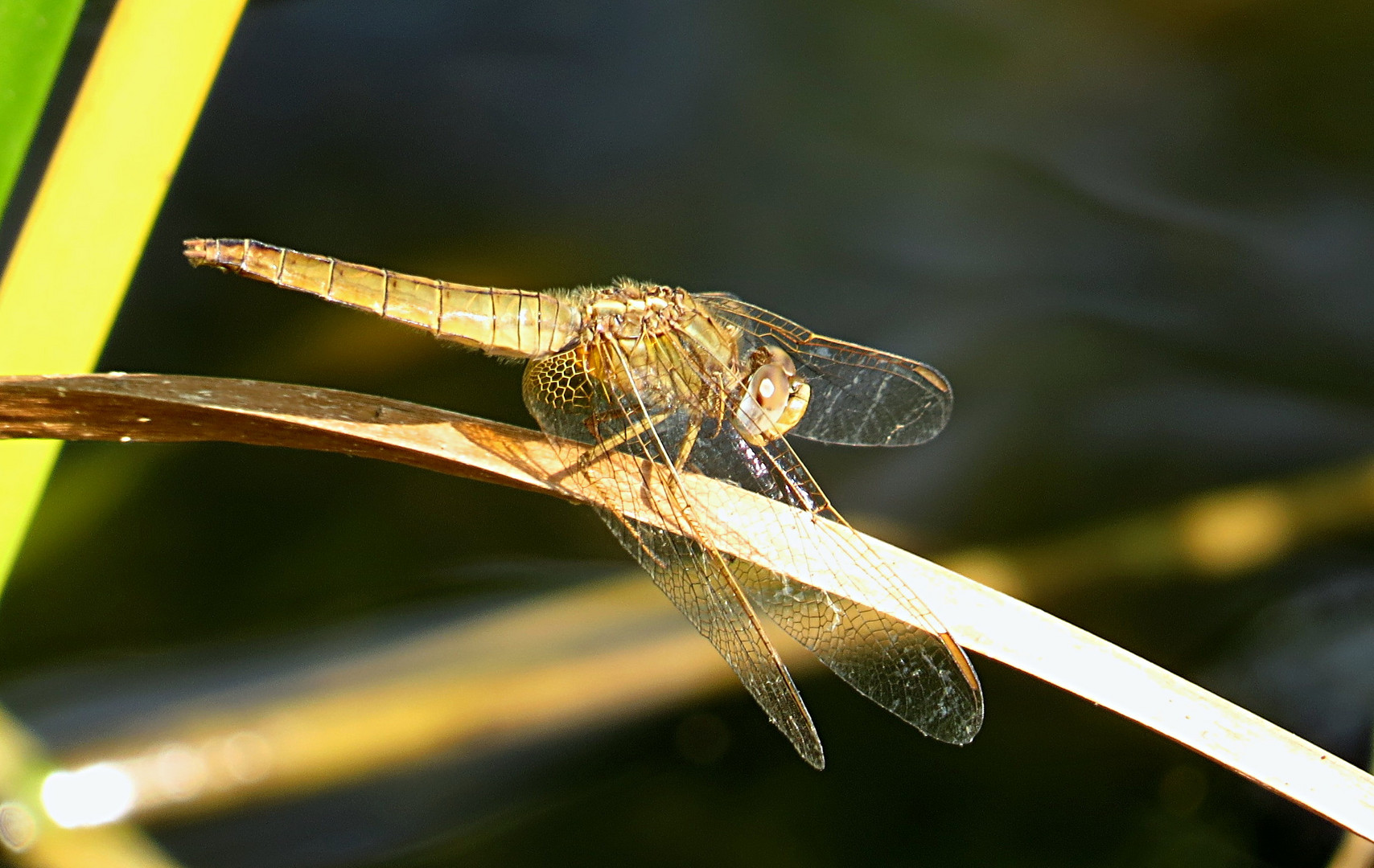 --- Feuerlibelle (Crocothemis erythraea) ---