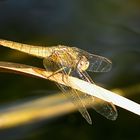 --- Feuerlibelle (Crocothemis erythraea) ---