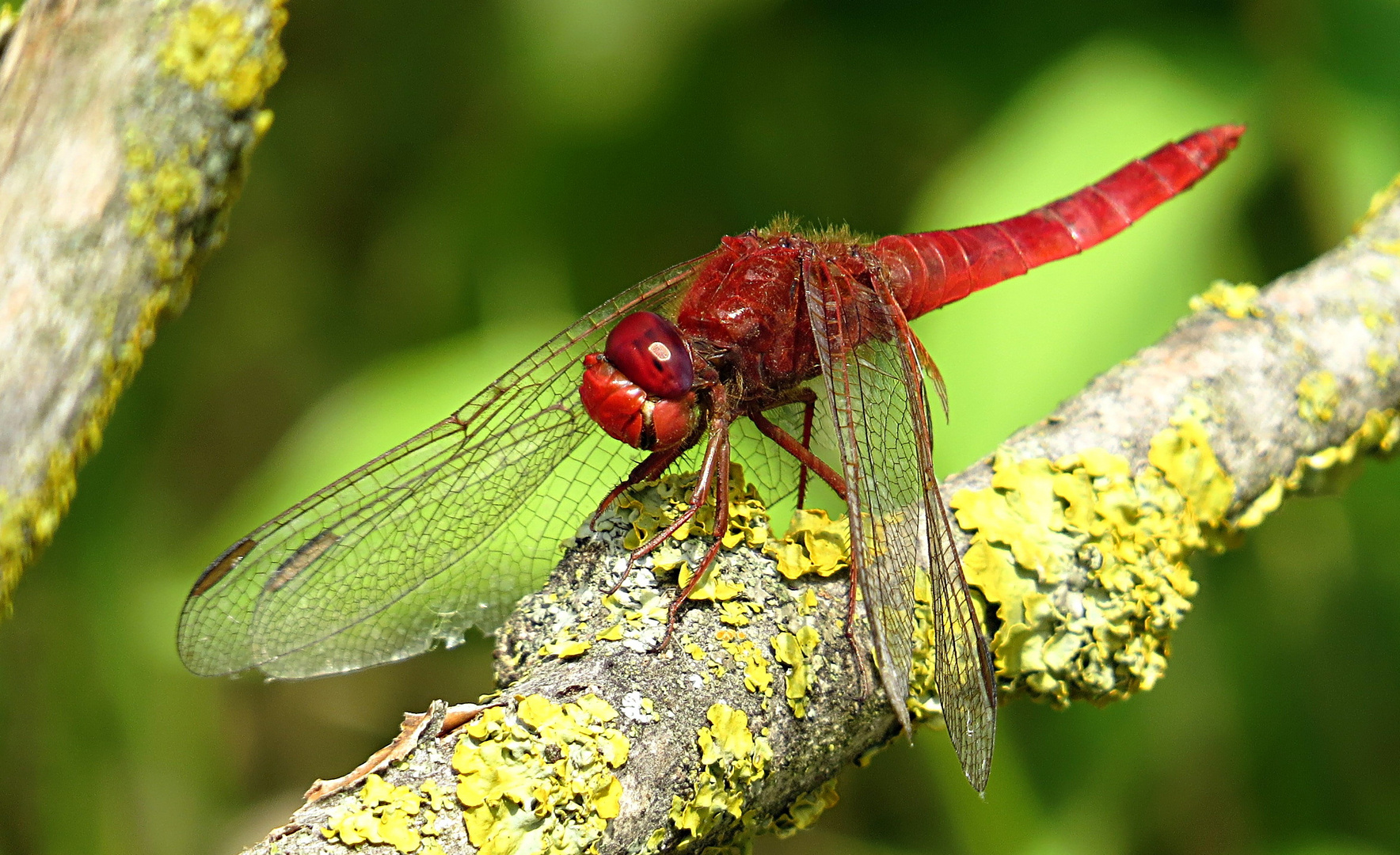 --- Feuerlibelle (Crocothemis erythraea) ---