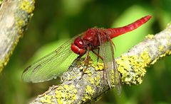 --- Feuerlibelle (Crocothemis erythraea) ---