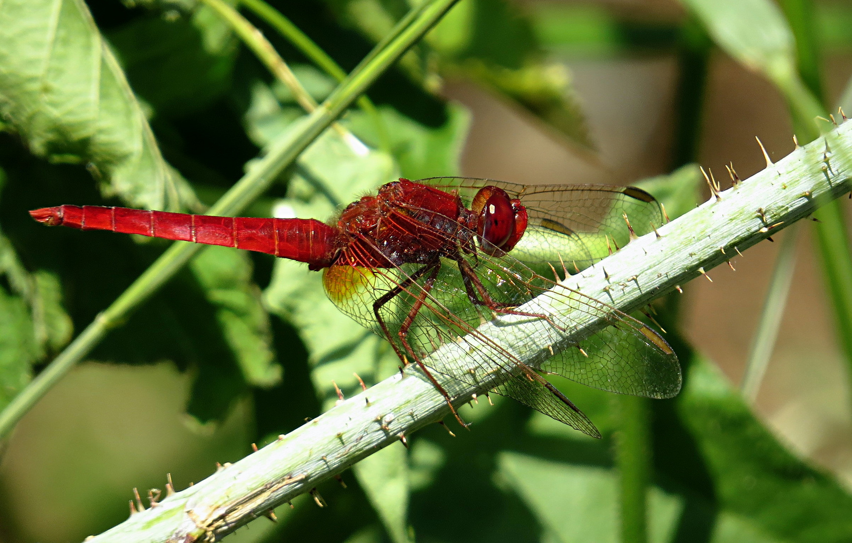 --- Feuerlibelle (Crocothemis erythraea) ---