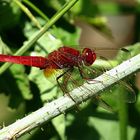 --- Feuerlibelle (Crocothemis erythraea) ---