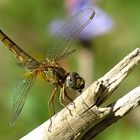 --- Feuerlibelle (Crocothemis erythraea) ---