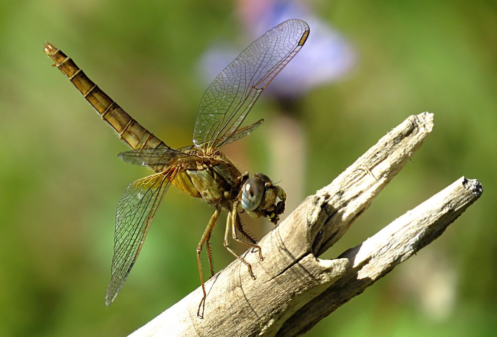 --- Feuerlibelle (Crocothemis erythraea) ---