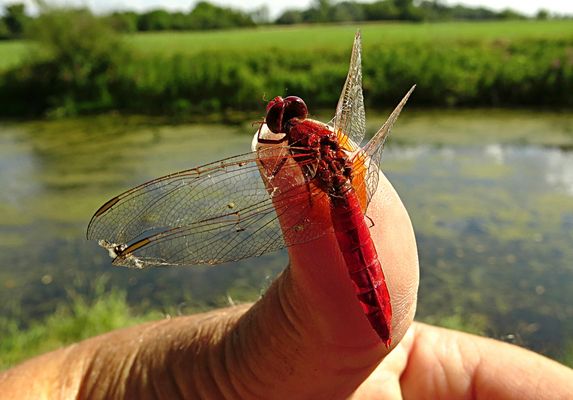 --- Feuerlibelle (Crocothemis erythraea) ---