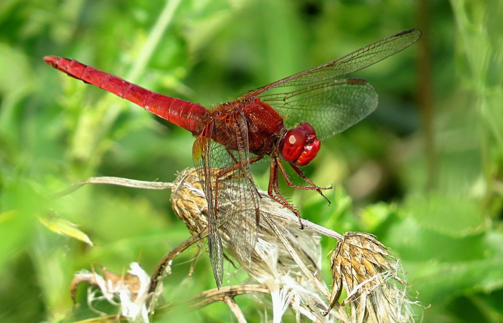 --- Feuerlibelle (Crocothemis erythraea) ---