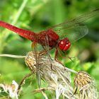 --- Feuerlibelle (Crocothemis erythraea) ---