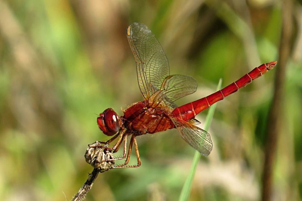 --- Feuerlibelle (Crocothemis erythraea) ---