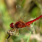 --- Feuerlibelle (Crocothemis erythraea) ---