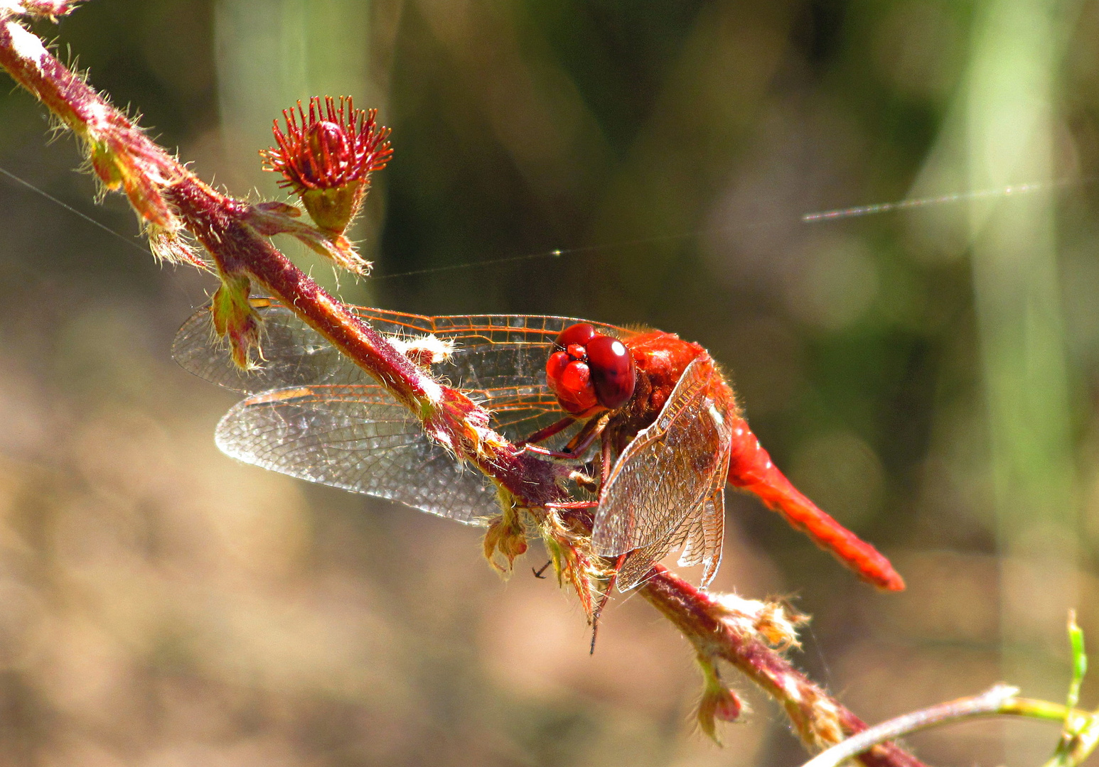 --- Feuerlibelle (Crocothemis erythraea) ---