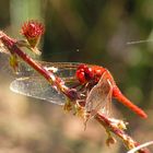 --- Feuerlibelle (Crocothemis erythraea) ---