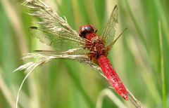 --- Feuerlibelle (Crocothemis erythraea) ---