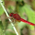 --- Feuerlibelle (Crocothemis erythraea) ---