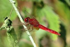 --- Feuerlibelle (Crocothemis erythraea) ---