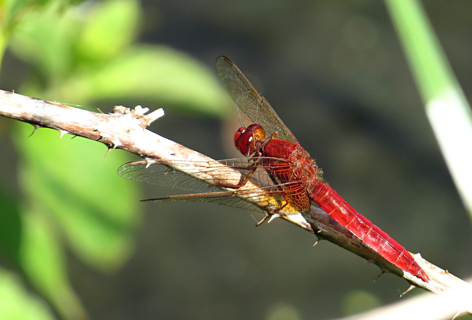 --- Feuerlibelle (Crocothemis erythraea) ---