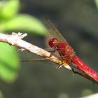 --- Feuerlibelle (Crocothemis erythraea) ---