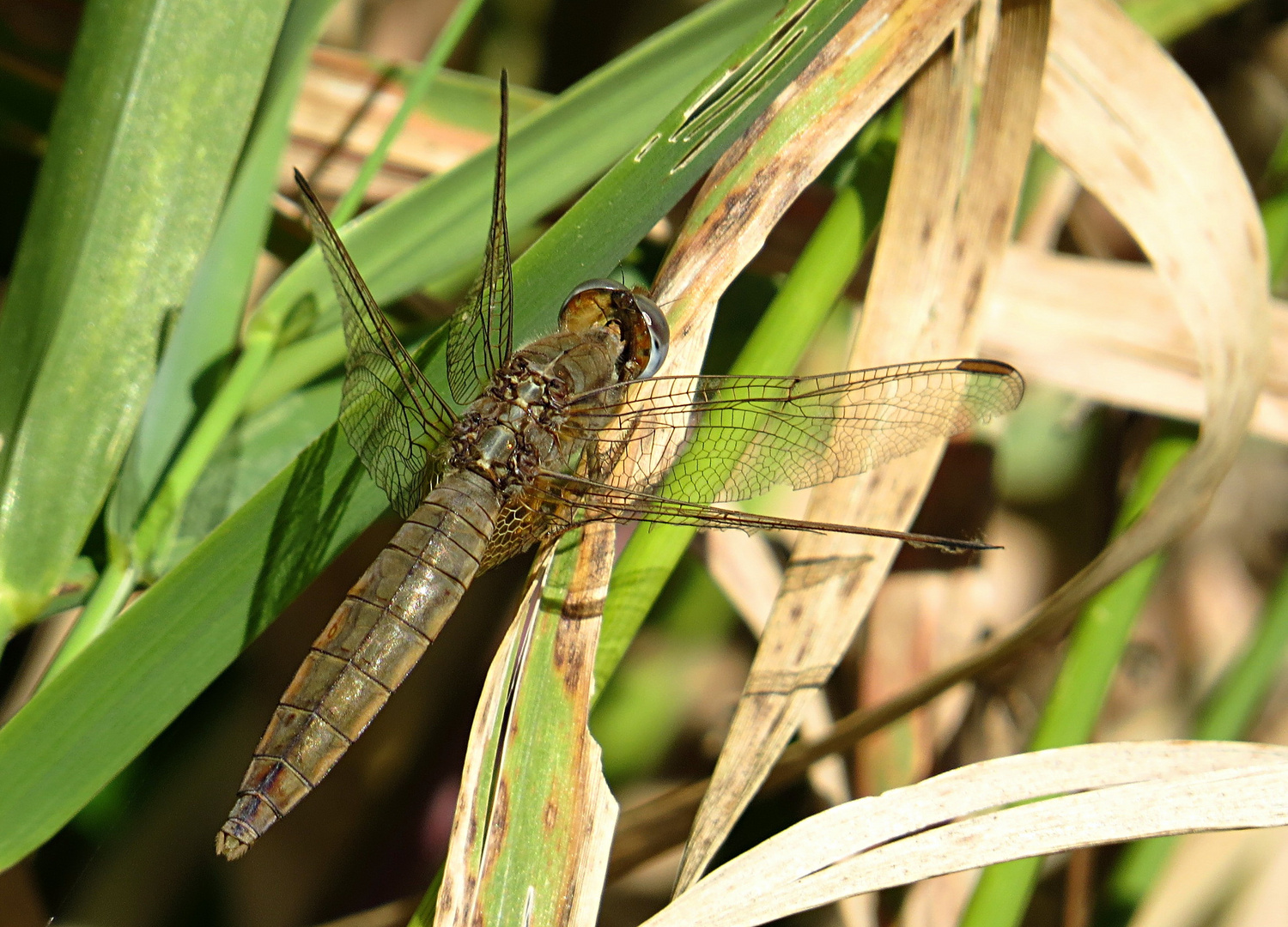 --- Feuerlibelle (Crocothemis erythraea) ---