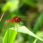 ... Feuerlibelle (Crocothemis erythraea) ...