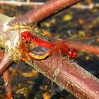 --- Feuerlibelle (Crocothemis erythraea) ---