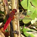 --- Feuerlibelle (Crocothemis erythraea) ---