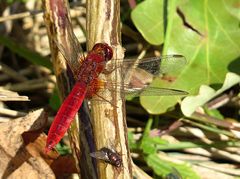 --- Feuerlibelle (Crocothemis erythraea) ---