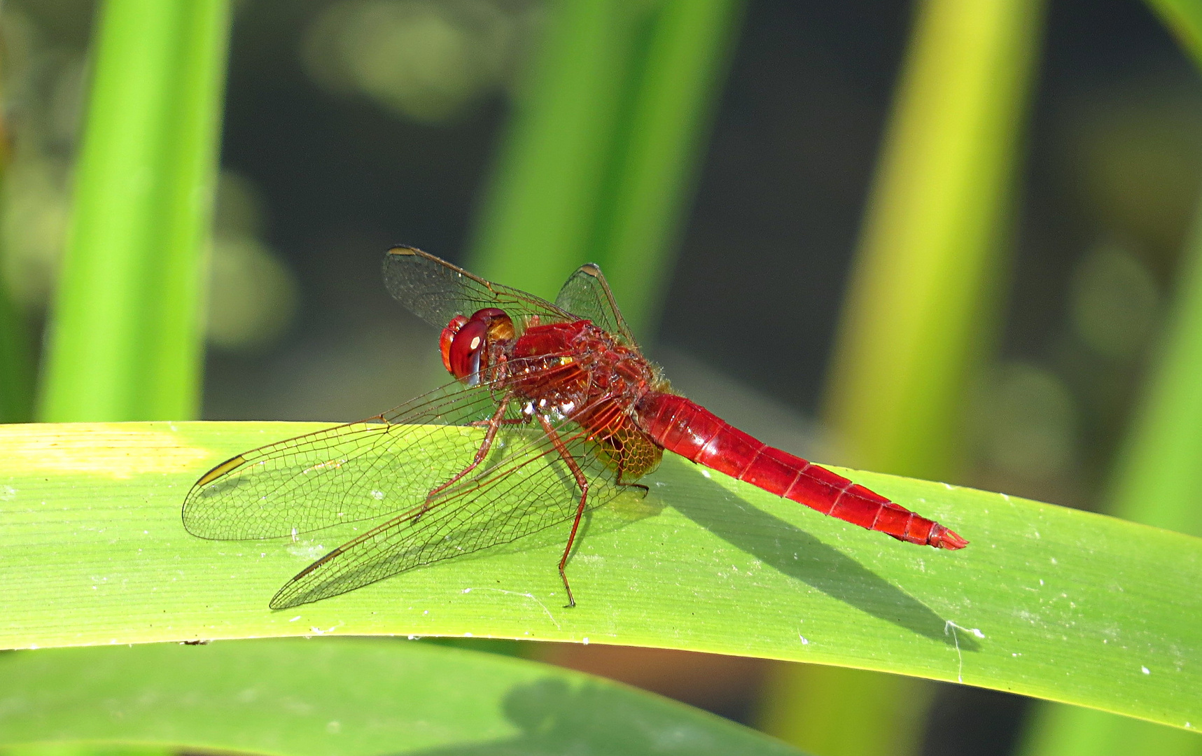 --- Feuerlibelle (Crocothemis erythraea) ---