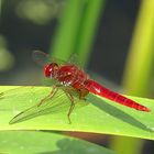 --- Feuerlibelle (Crocothemis erythraea) ---