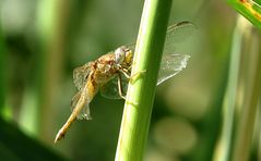 --- Feuerlibelle (Crocothemis erythraea) ---