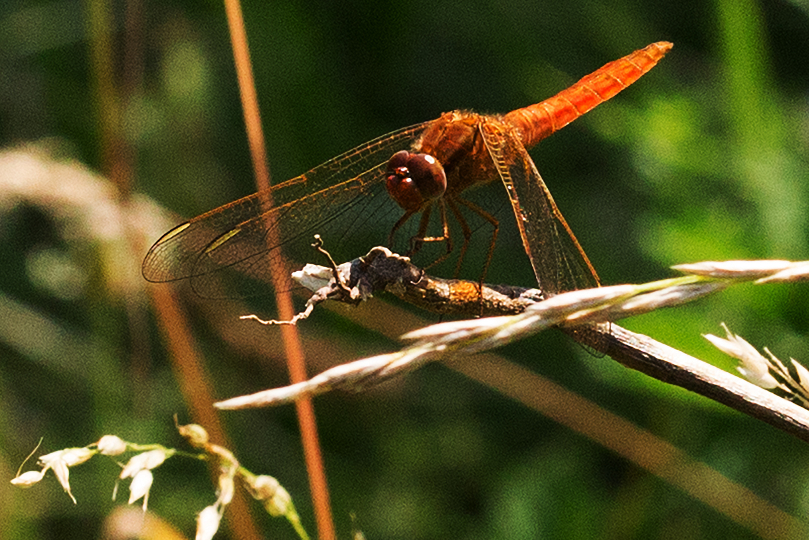 Feuerlibelle (Crocothemis erythraea)