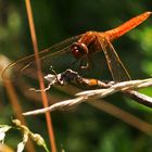 Feuerlibelle (Crocothemis erythraea)