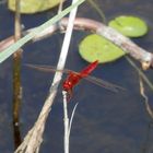 Feuerlibelle (Crocothemis erythraea)