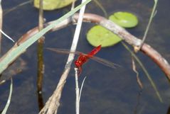 Feuerlibelle (Crocothemis erythraea)