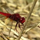 --- Feuerlibelle (Crocothemis erythraea) ---