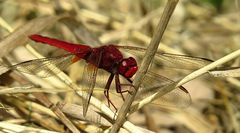 --- Feuerlibelle (Crocothemis erythraea) ---