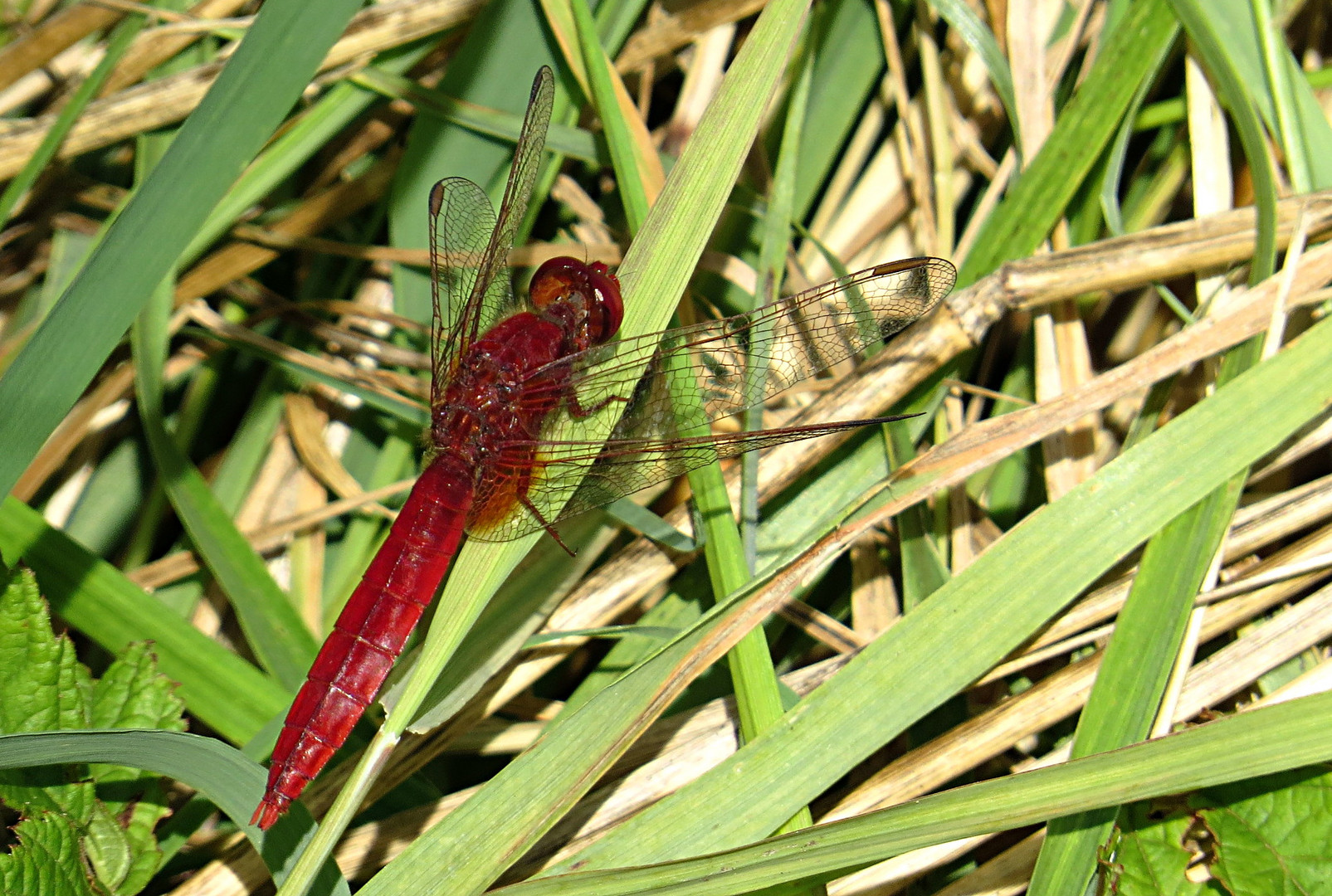 --- Feuerlibelle (Crocothemis erythraea) ---