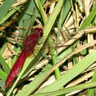 --- Feuerlibelle (Crocothemis erythraea) ---