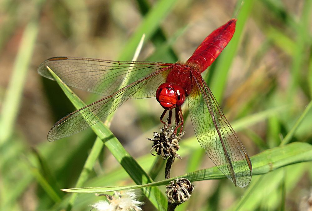 --- Feuerlibelle (Crocothemis erythraea) ---