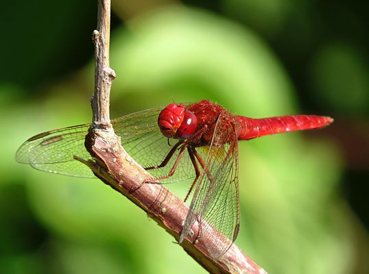 --- Feuerlibelle (Crocothemis erythraea) ---